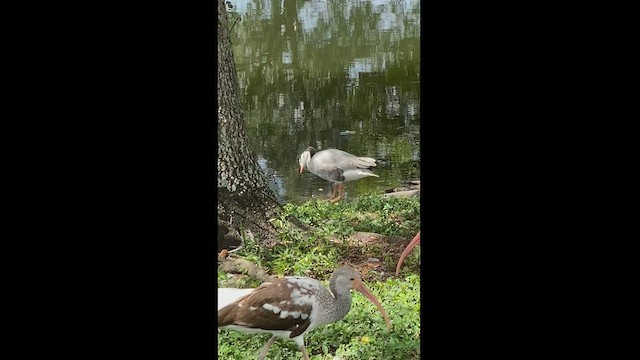 Bar-headed Goose - ML486296471