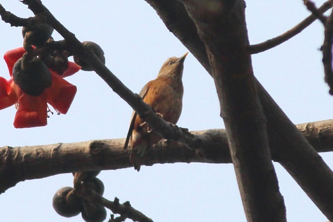 Chestnut-tailed Starling - ML48629671