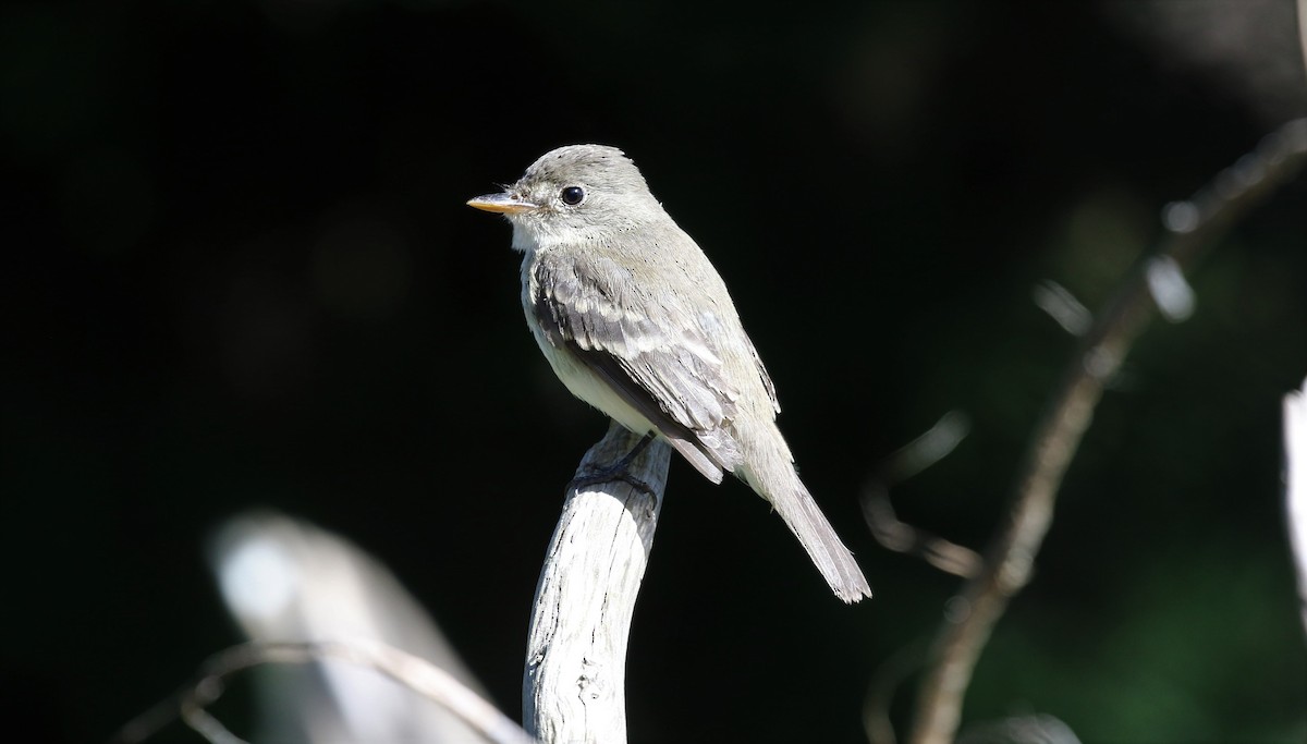 Willow Flycatcher - James (Jim) Holmes