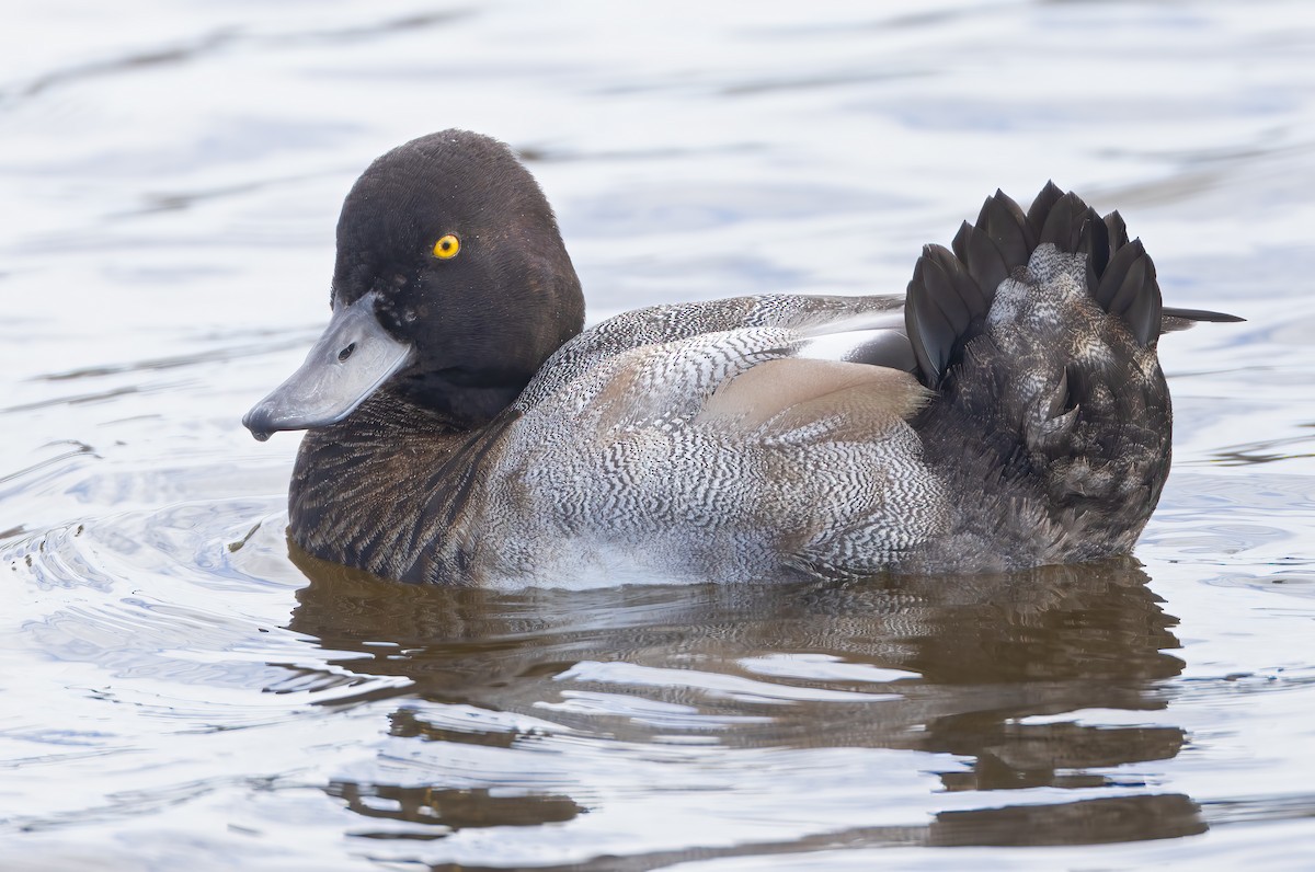 Lesser Scaup - Mark Chappell