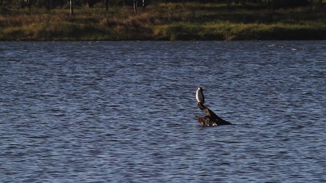 cormoran sp. - ML486298