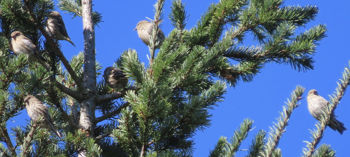 Pine Siskin - ML486298411