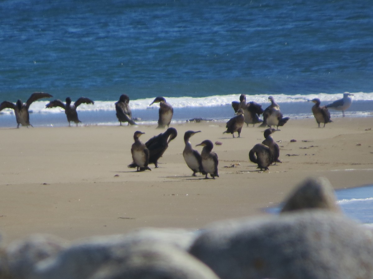 Тураг гогой - ML486299961