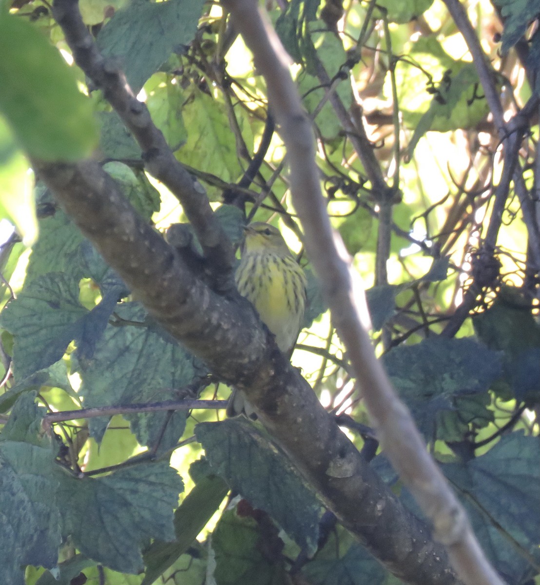 Cape May Warbler - ML486301231