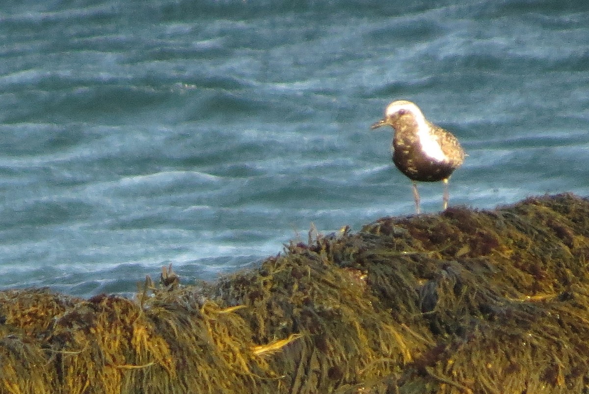 Black-bellied Plover - ML486302971