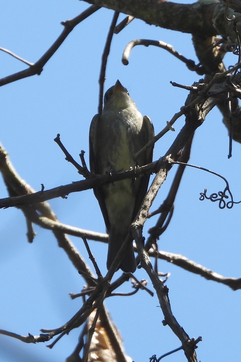 Eastern Wood-Pewee - ML486302981