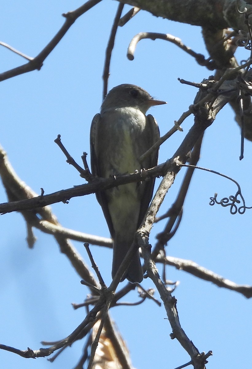 Eastern Wood-Pewee - ML486302991
