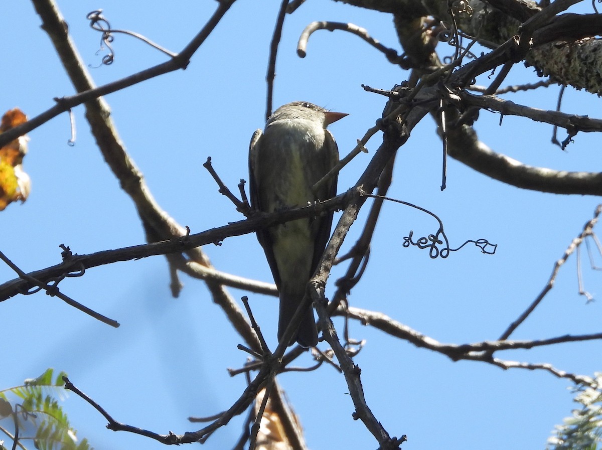 Eastern Wood-Pewee - ML486303001