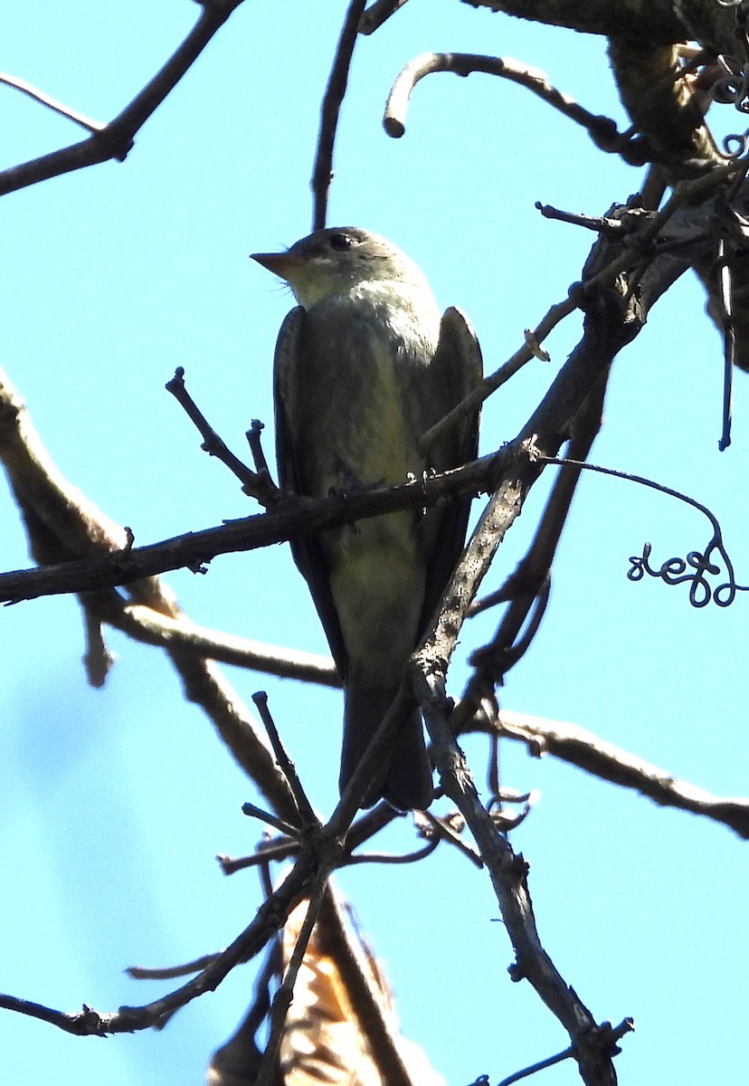 Eastern Wood-Pewee - ML486303011