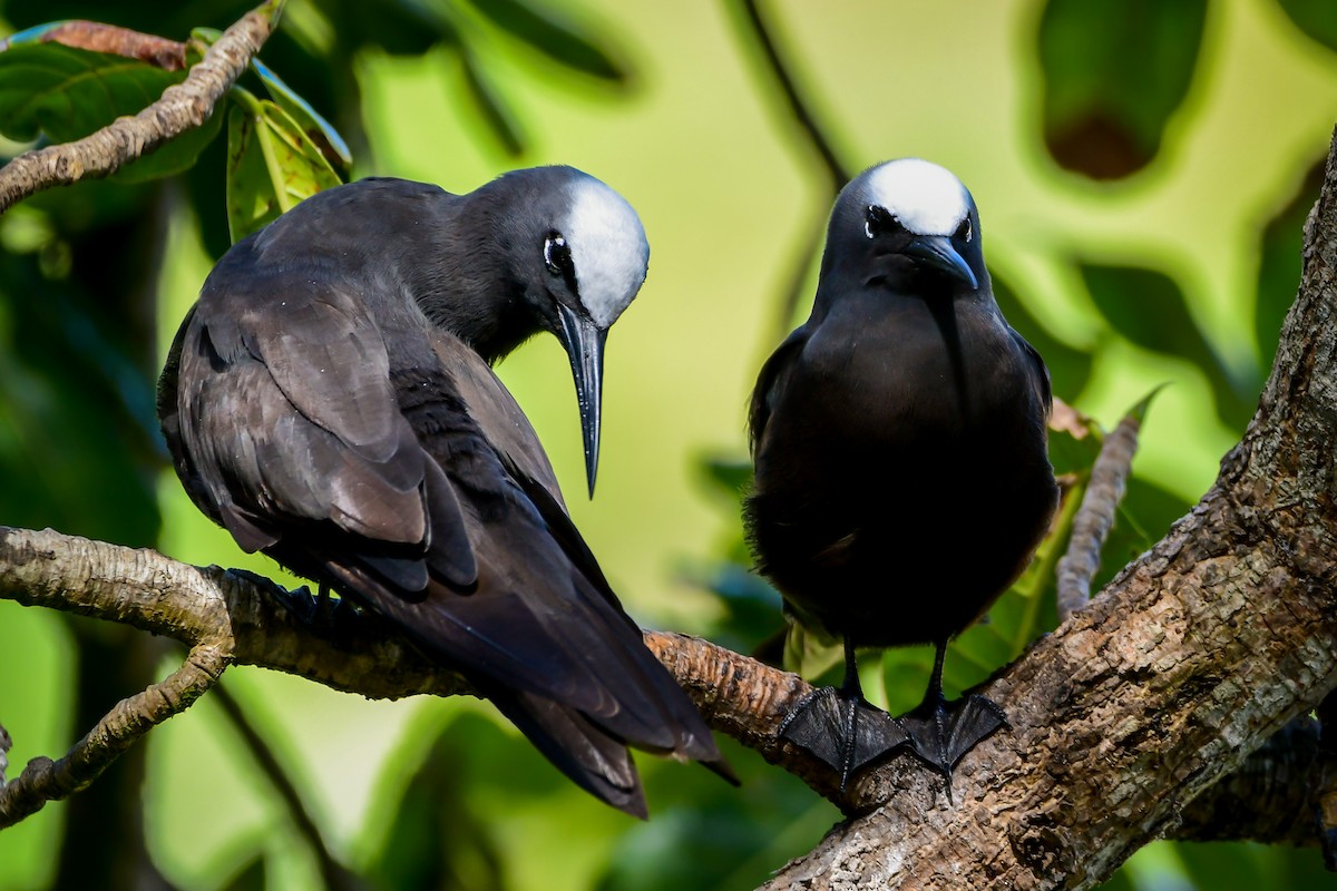 Black Noddy - ML486303301