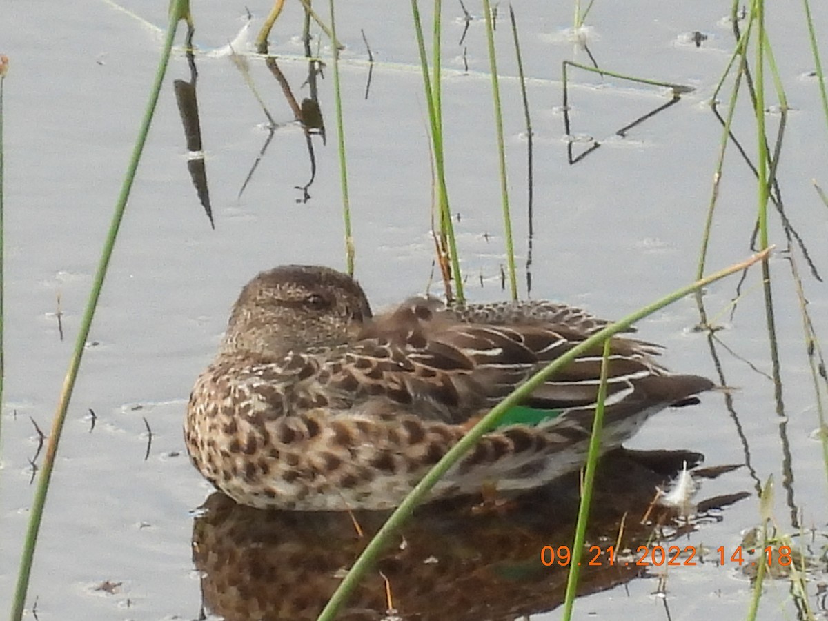 Ногоохон нугас - ML486303401