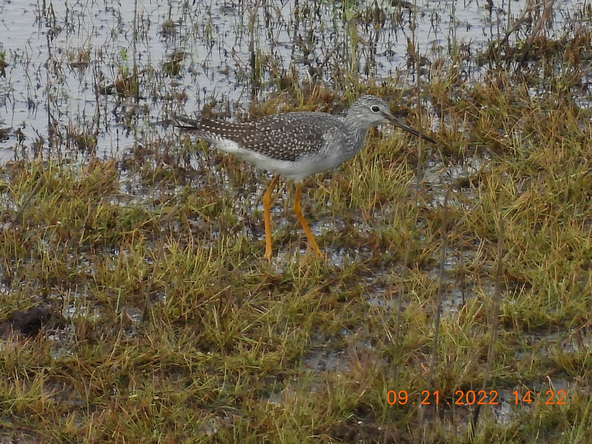 Greater Yellowlegs - ML486303491