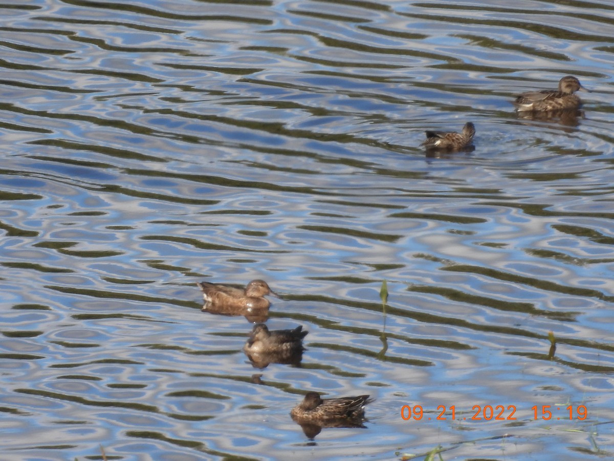 Ногоохон нугас - ML486303501