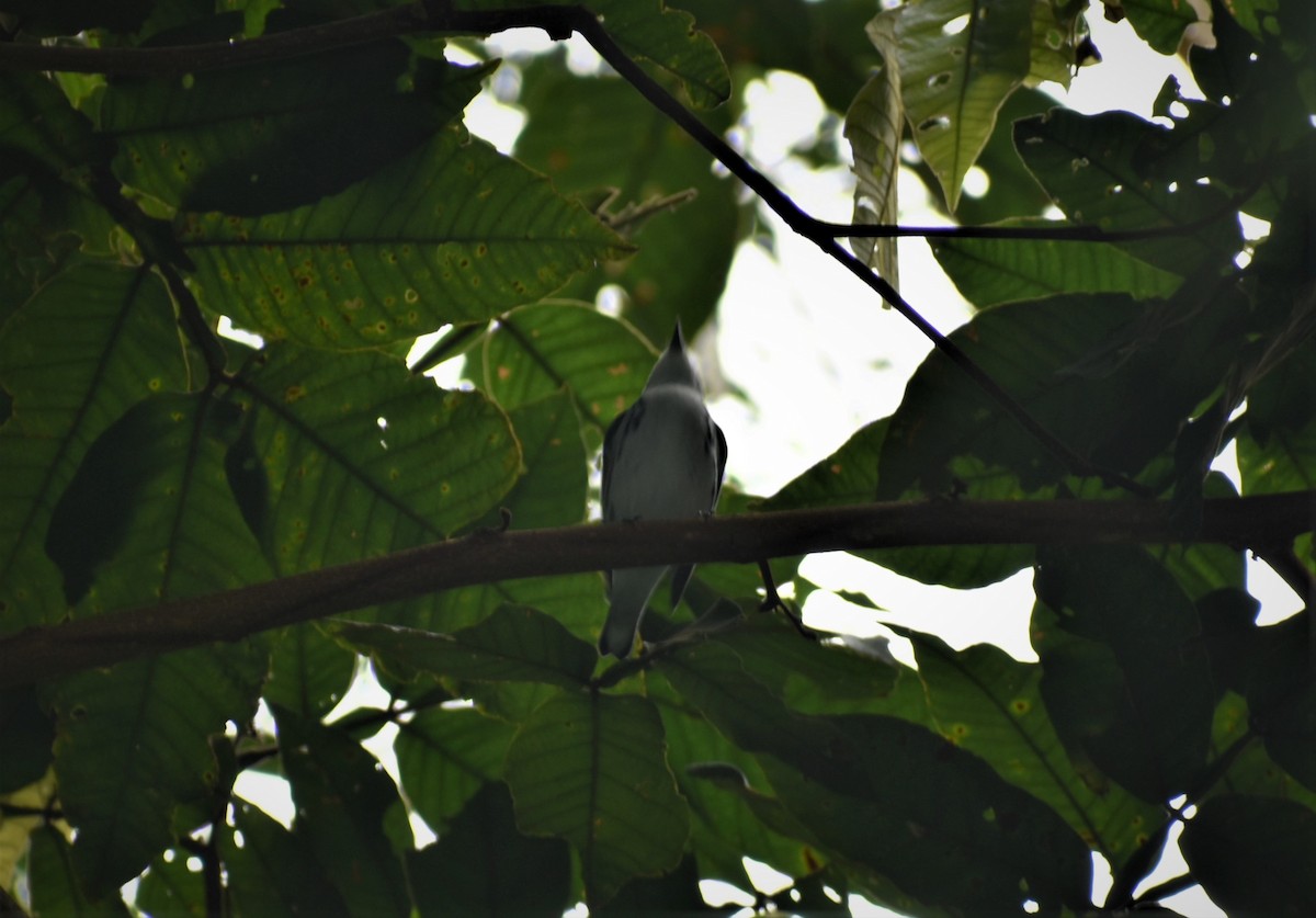 Cerulean Warbler - ML486304811