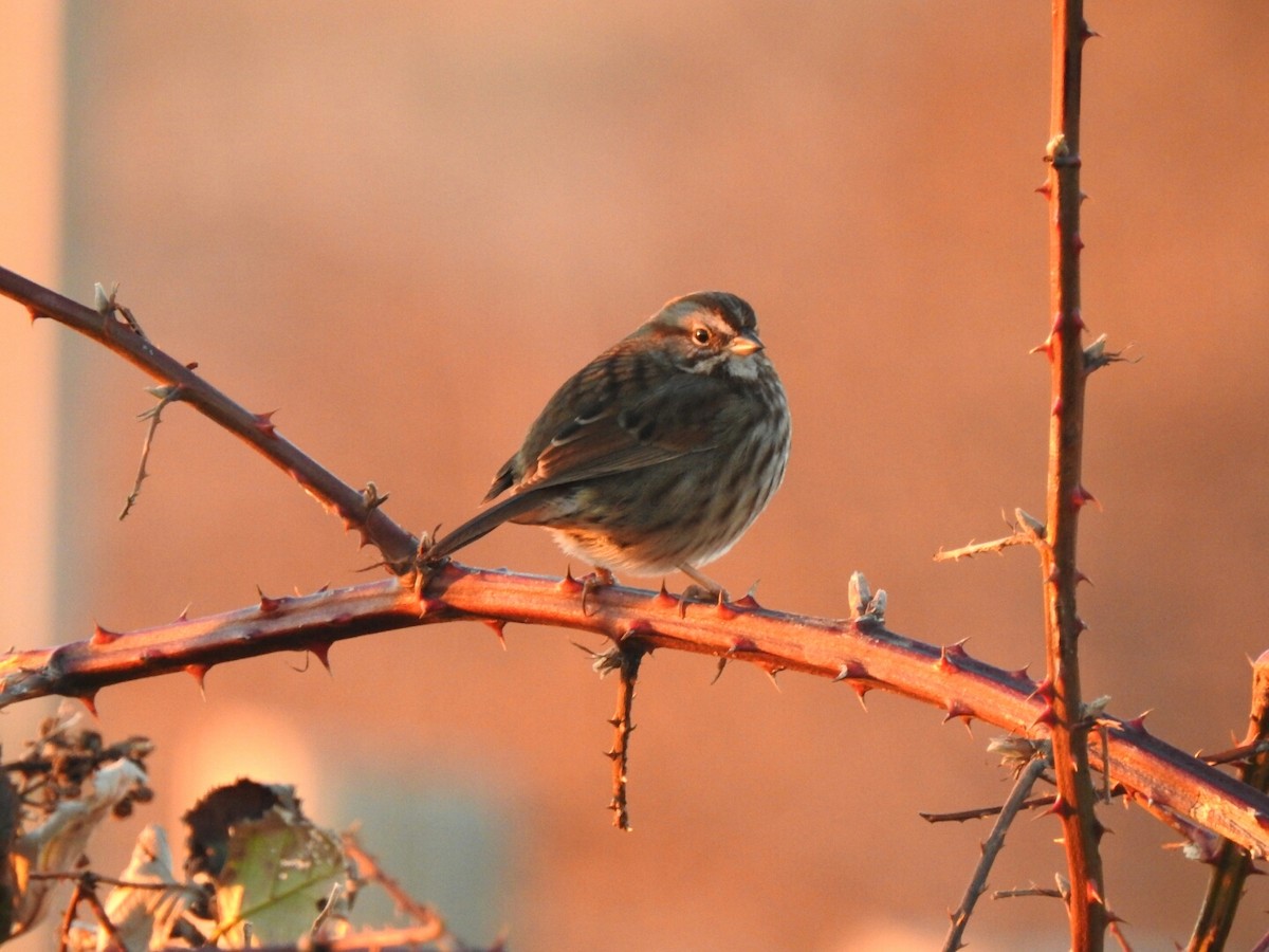 Song Sparrow - ML48630661