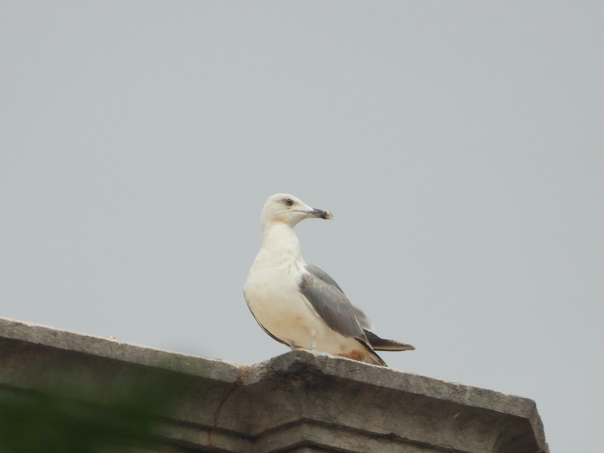Yellow-legged Gull - ML486306861
