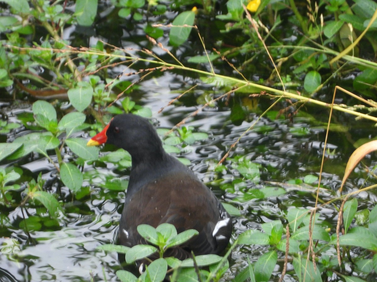 Eurasian Moorhen - ML486306901