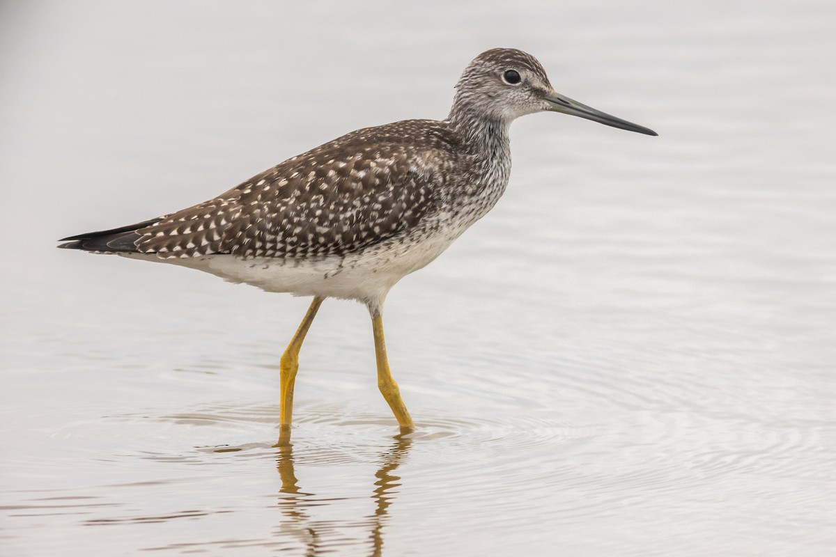 Greater Yellowlegs - ML486307161