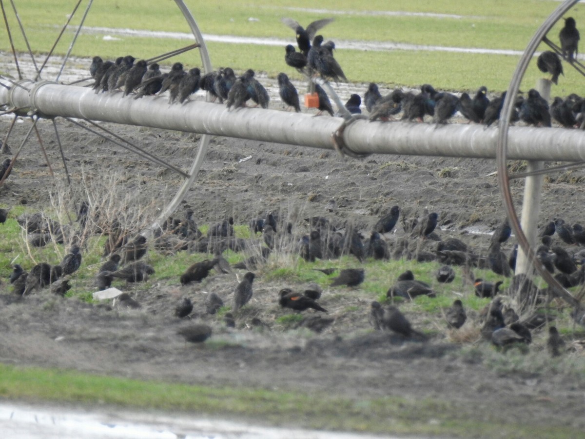 Red-winged Blackbird - Anonymous