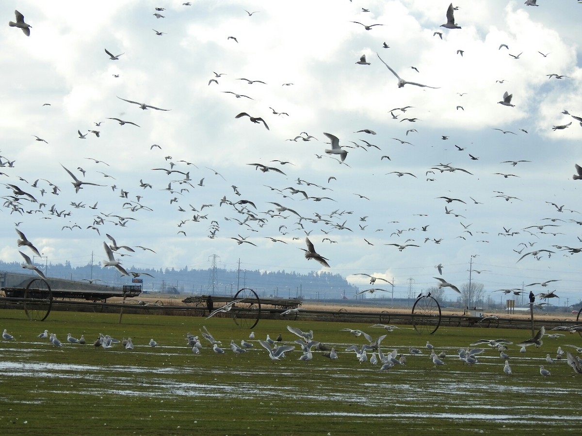 goéland ou mouette sp. - ML48630821