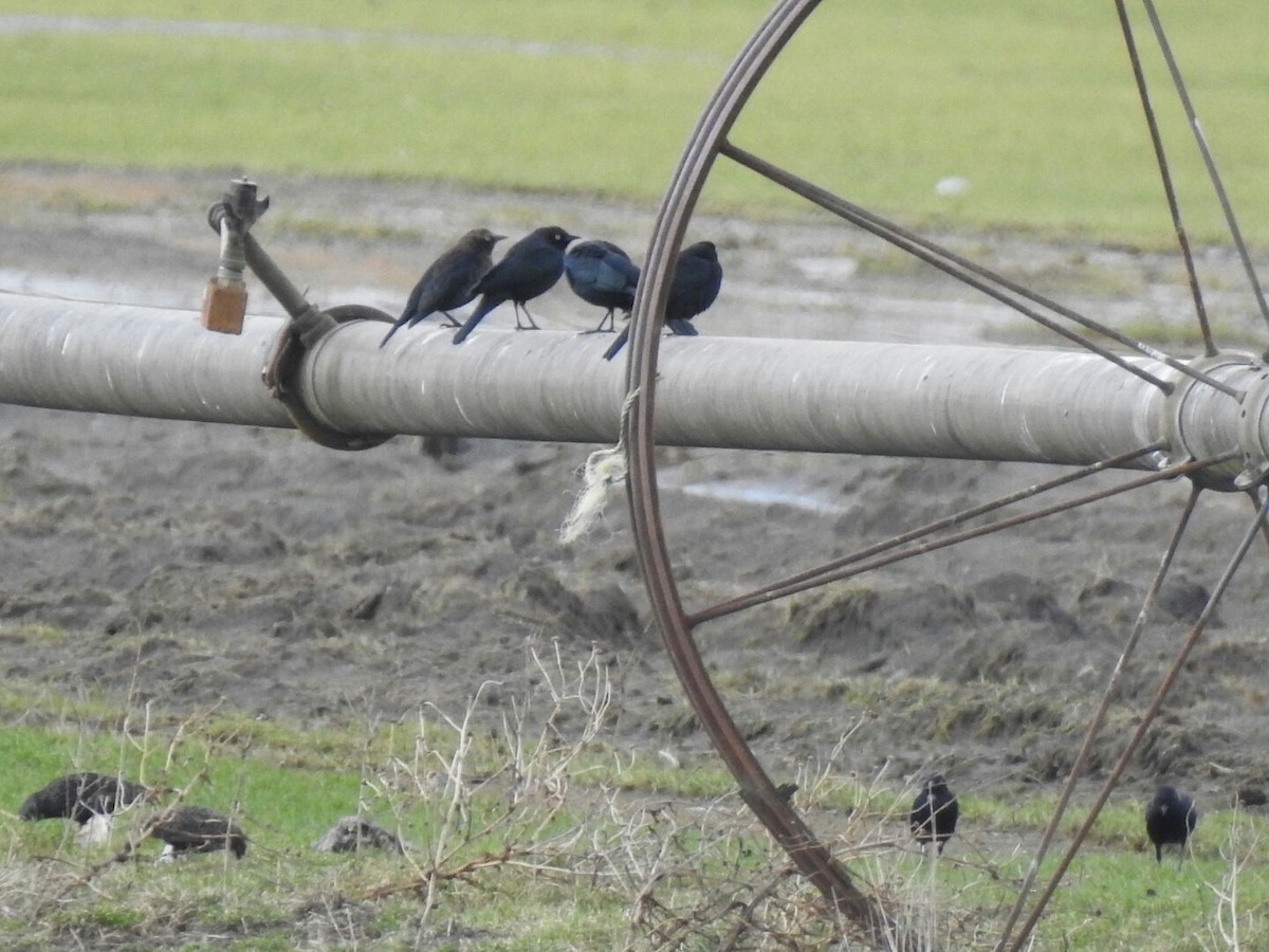 Rusty Blackbird - ML48630871