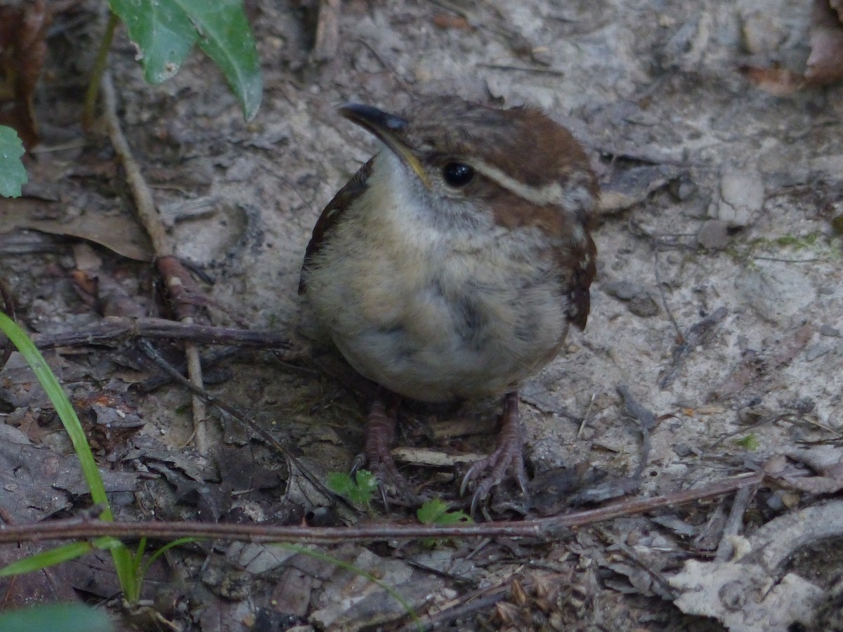 Carolina Wren - ML486309021