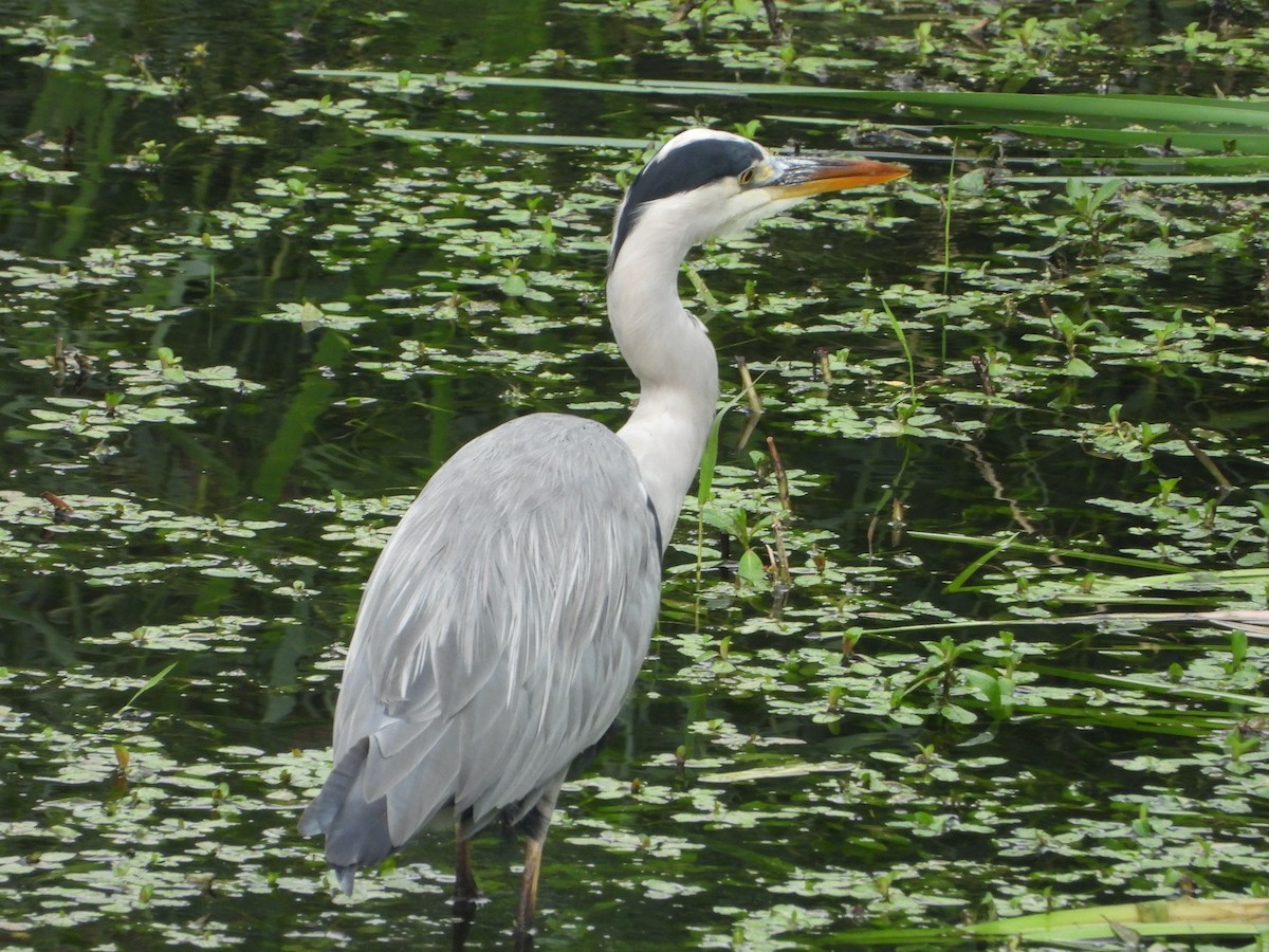 Gray Heron - ML486309281