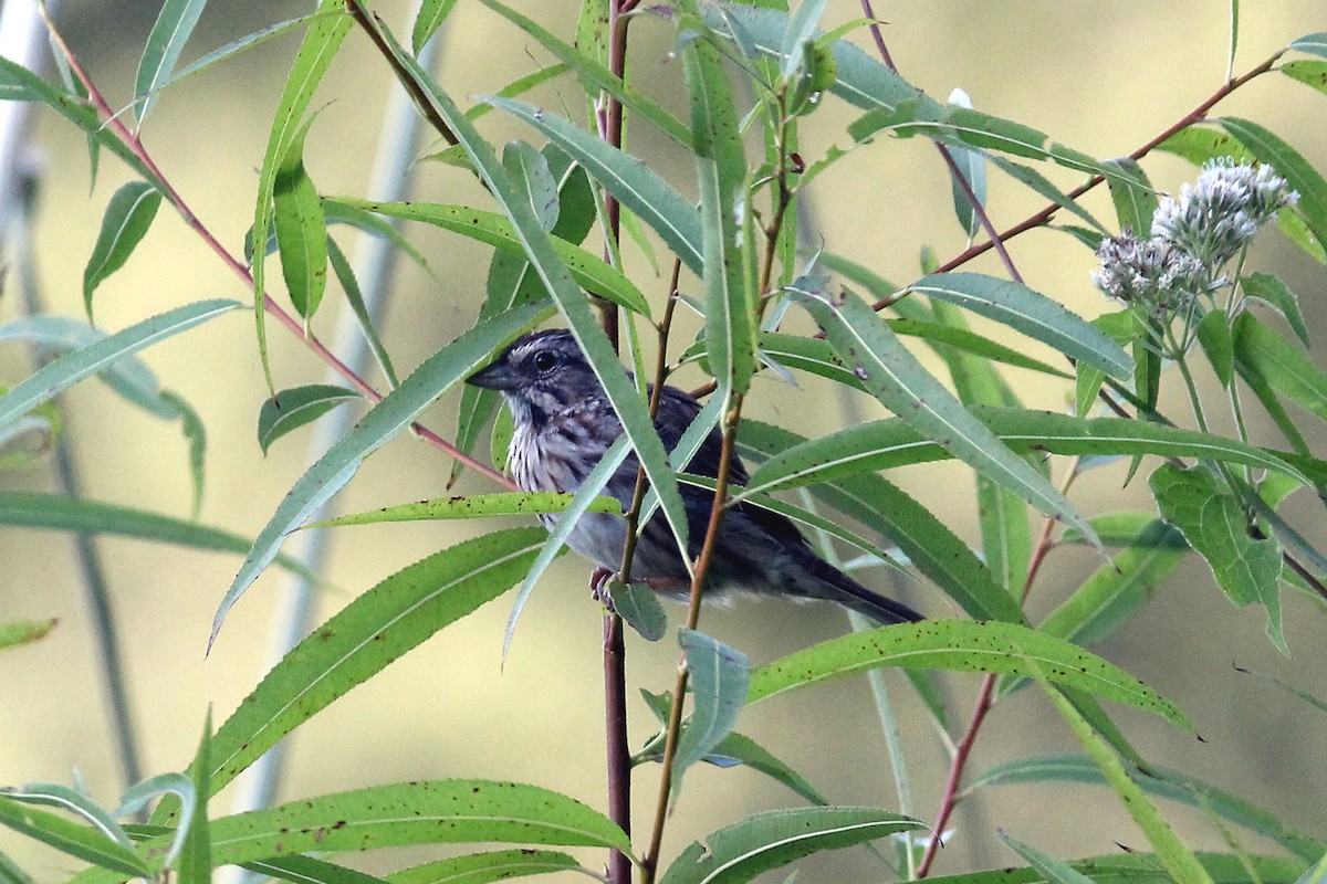 Song Sparrow - ML486309701