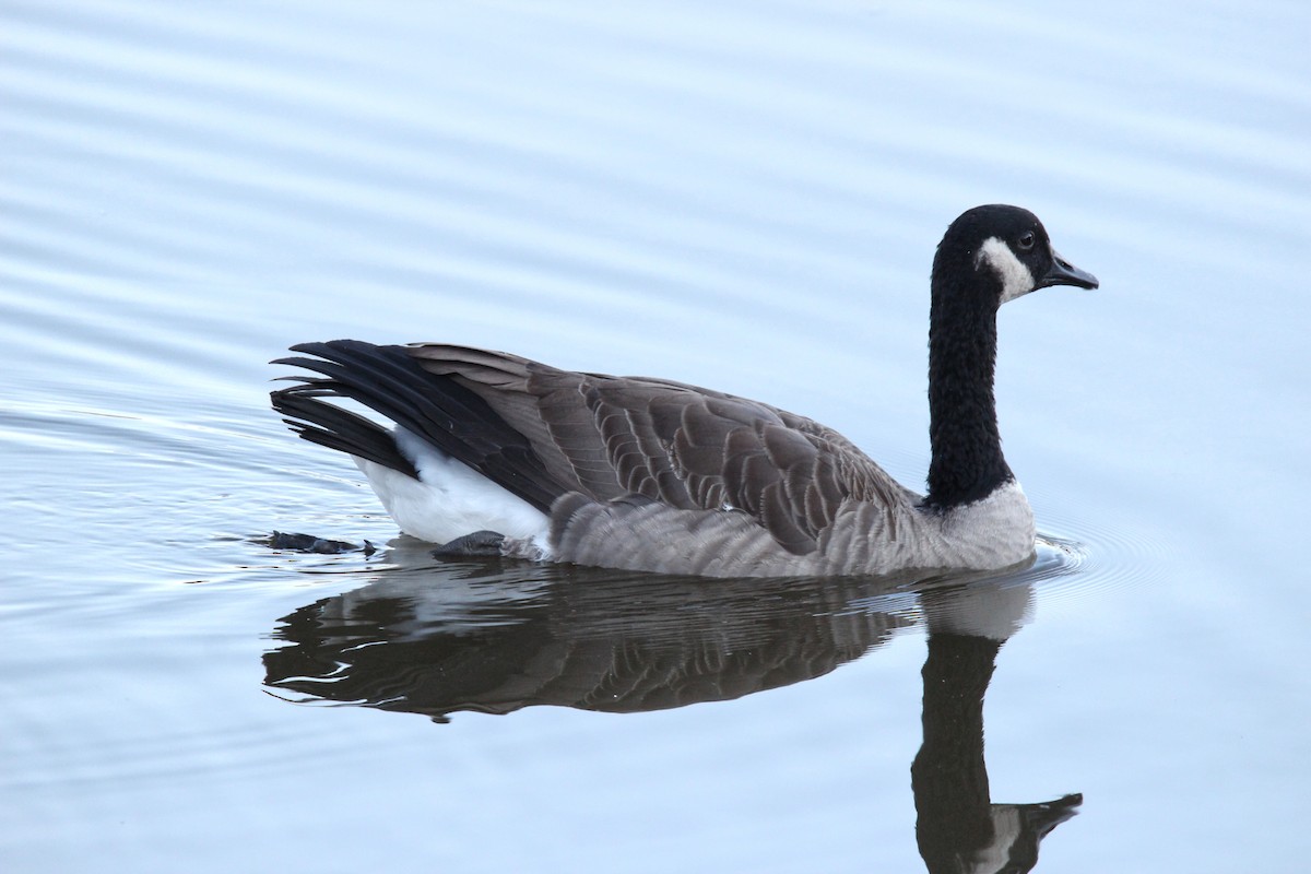 Canada Goose - ML486309811