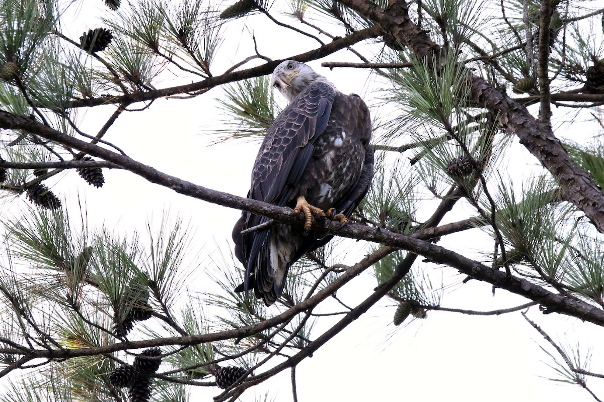 Bald Eagle - ML486310141