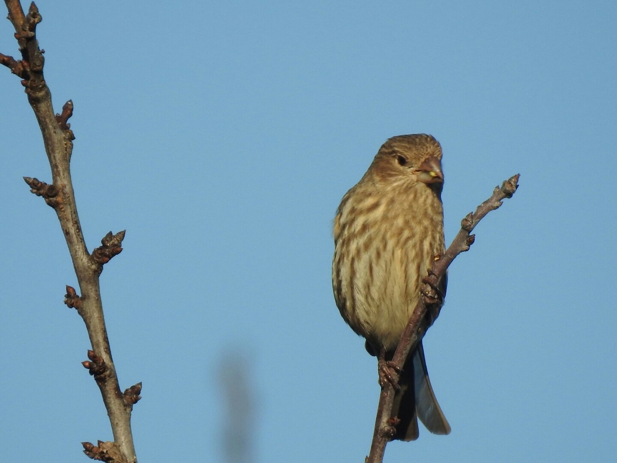 House Finch - ML48631061