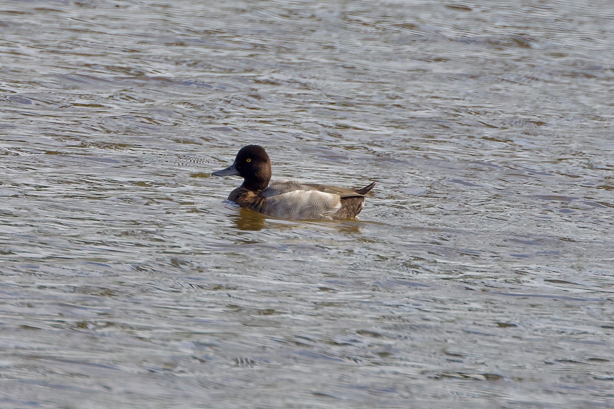 Lesser Scaup - Andrew Kenny
