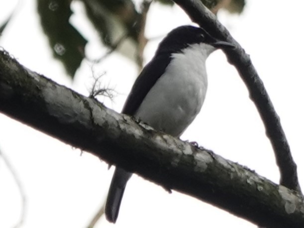 Pink-footed Puffback - Mike Blancher