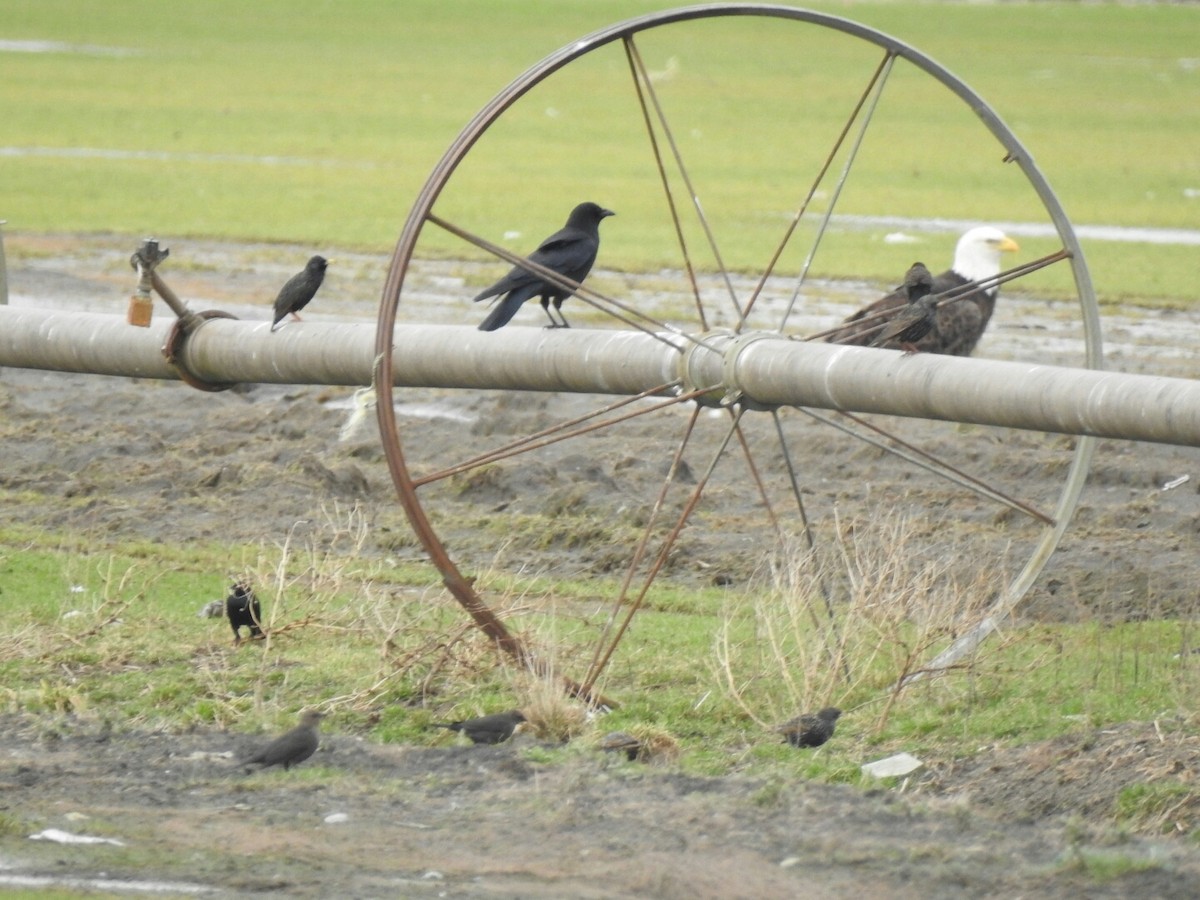 American Crow - ML48631141