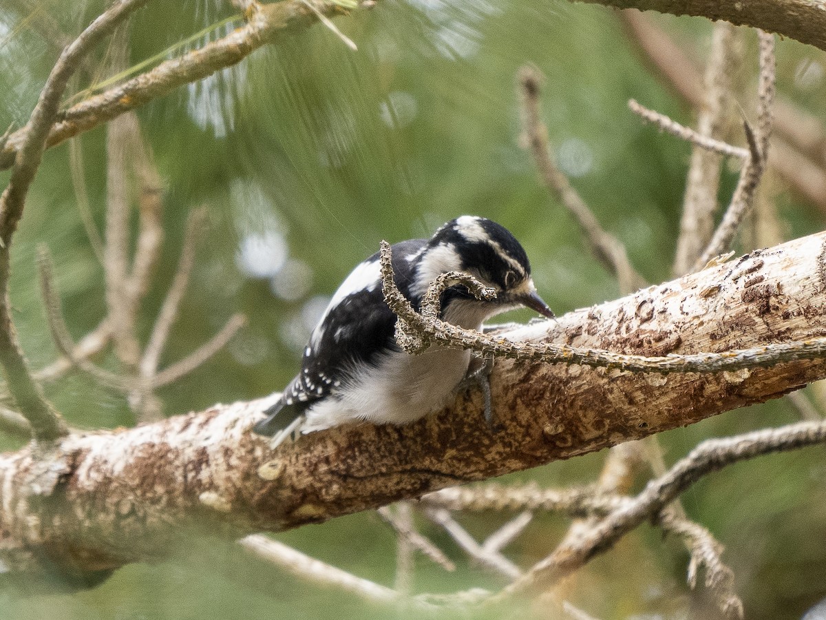 Downy Woodpecker - ML486312891