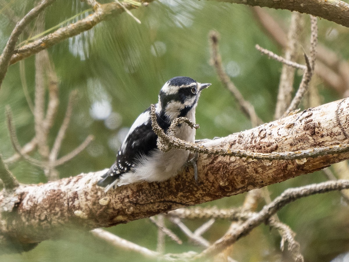 Downy Woodpecker - ML486312901