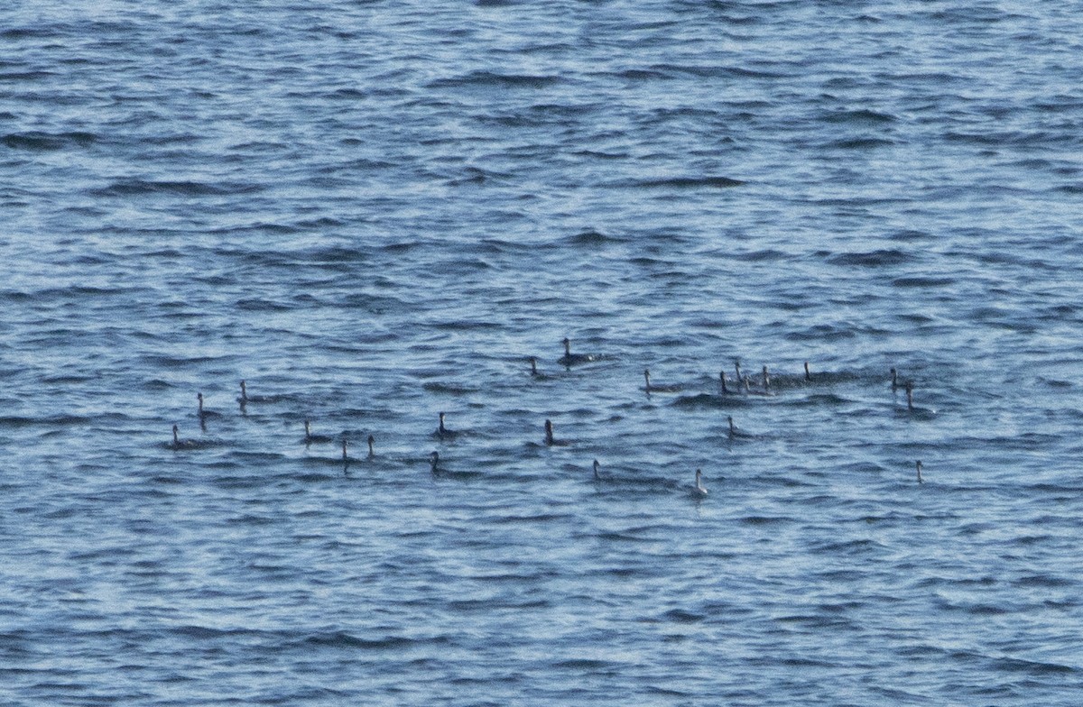 Eared Grebe - ML486312931