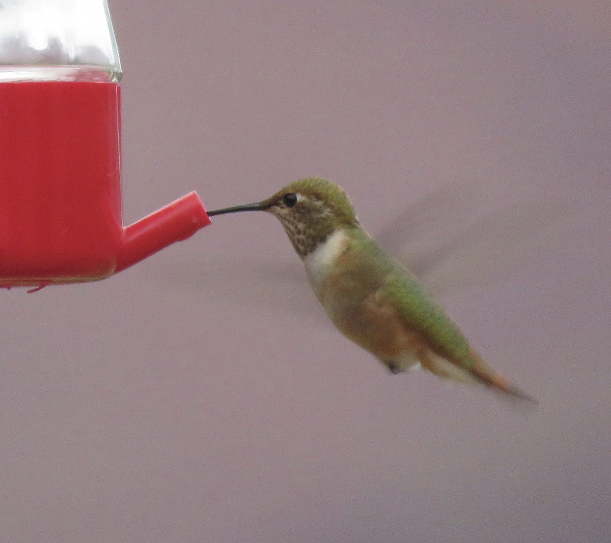 Rufous Hummingbird - ML486313581