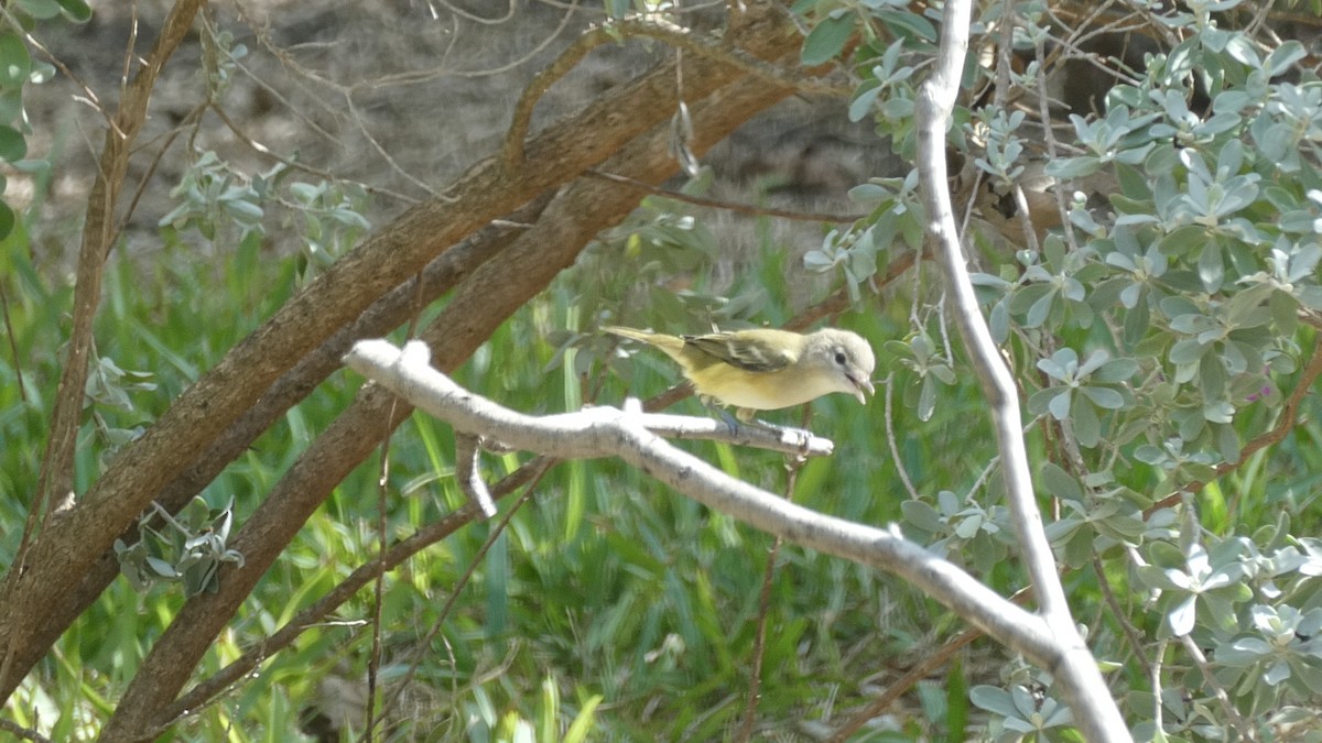 Bell's Vireo - ML486314651