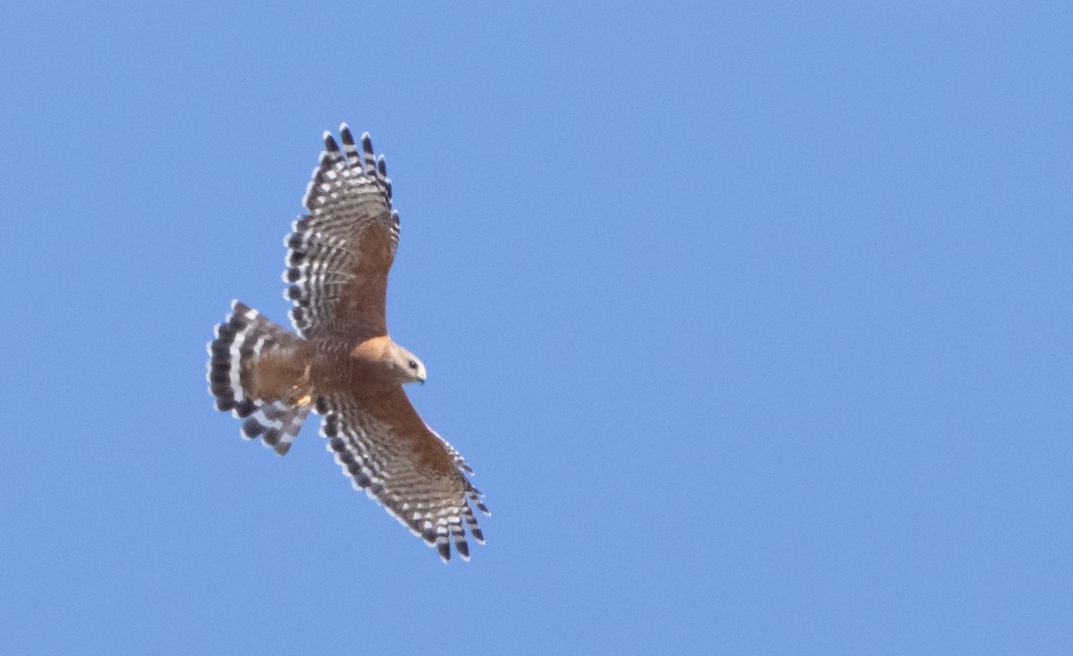 Red-shouldered Hawk - ML486314901