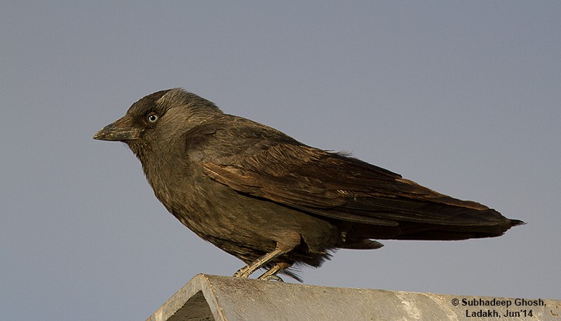 Eurasian Jackdaw - ML48631521