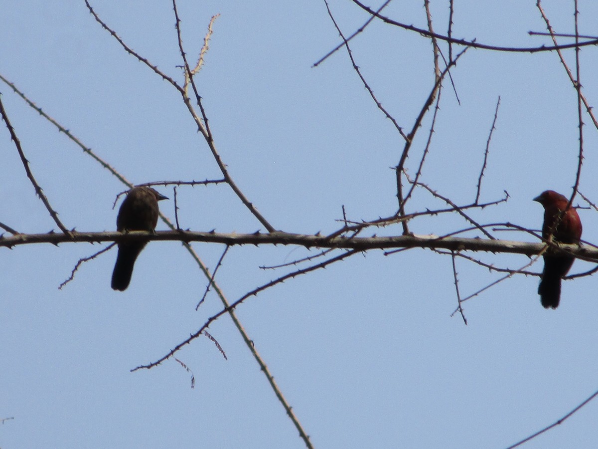 Mali Firefinch - ML48631621