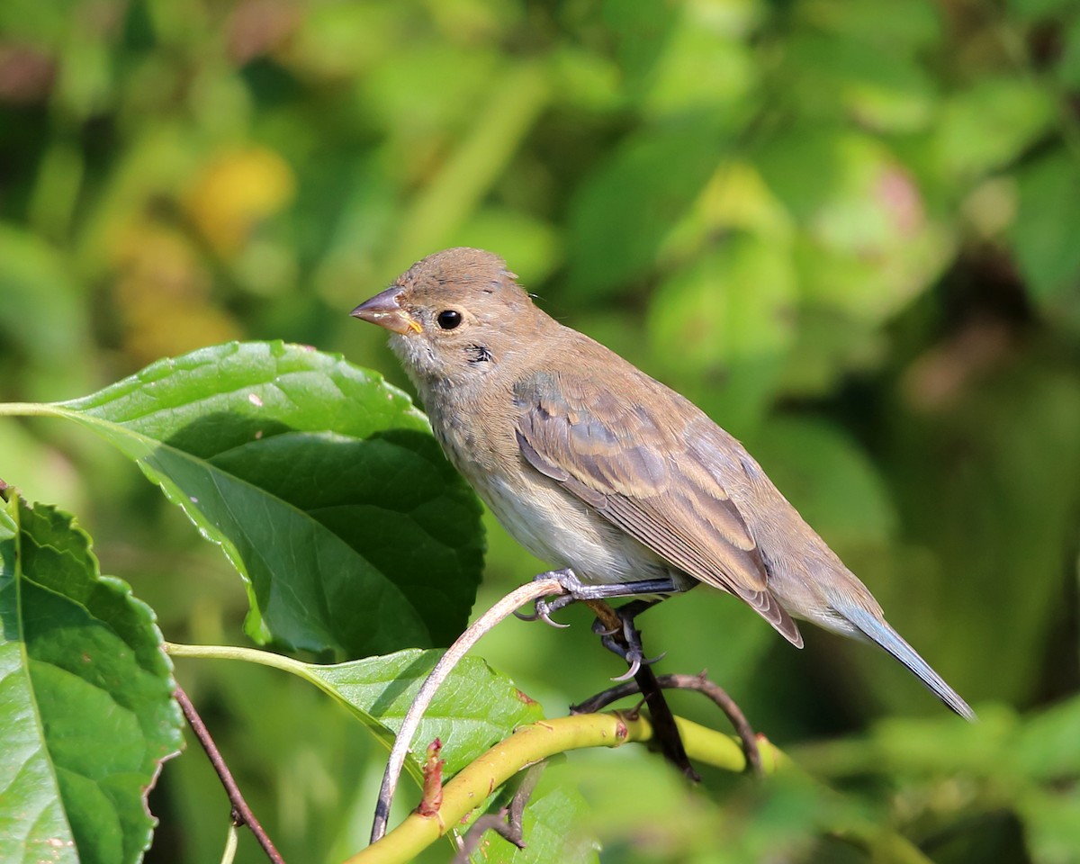 Indigo Bunting - Tom Murray