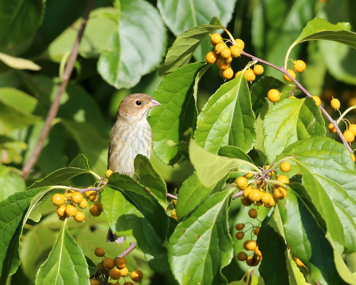 Passerin indigo - ML486317861