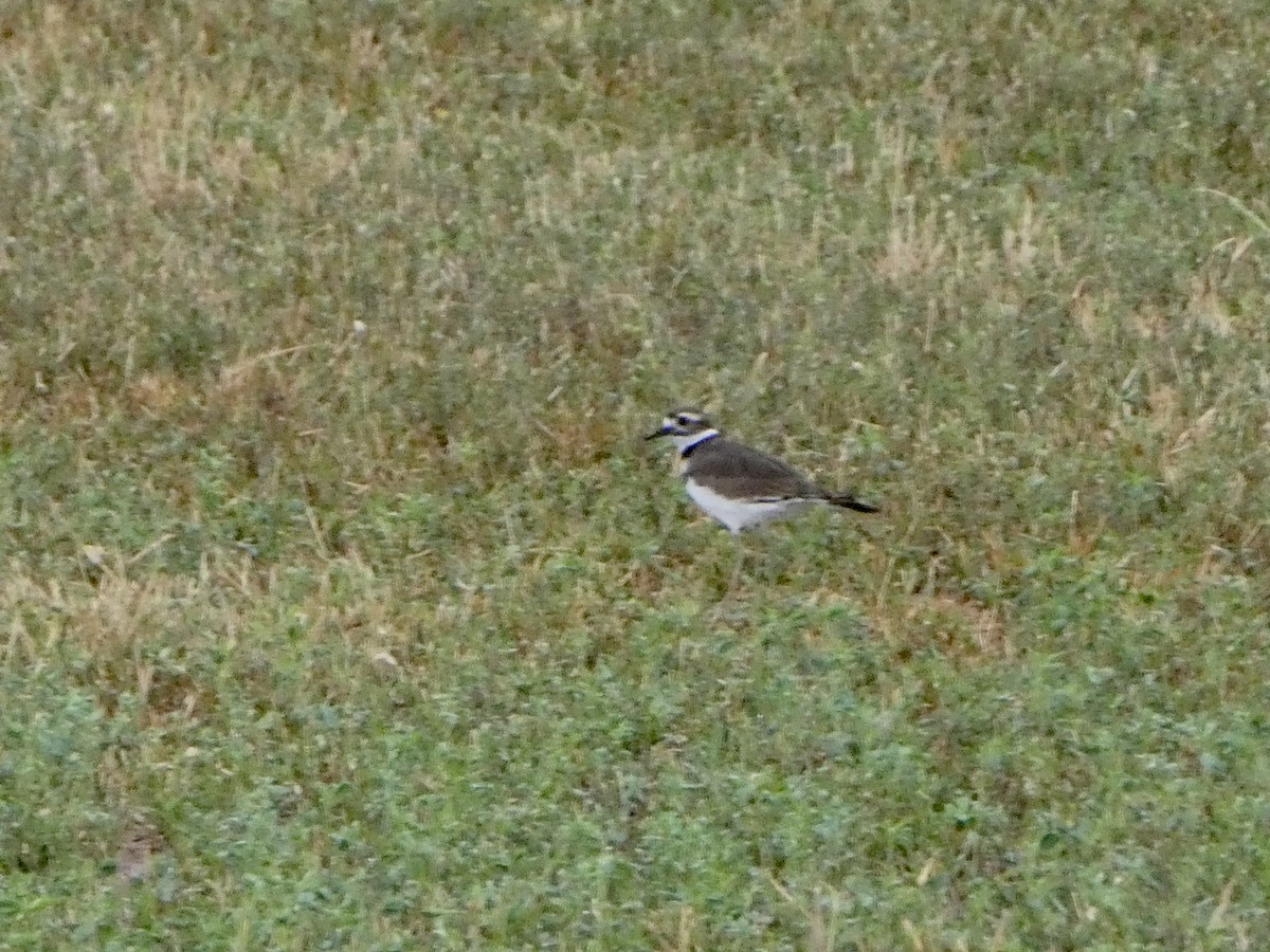 Killdeer - ML486318351