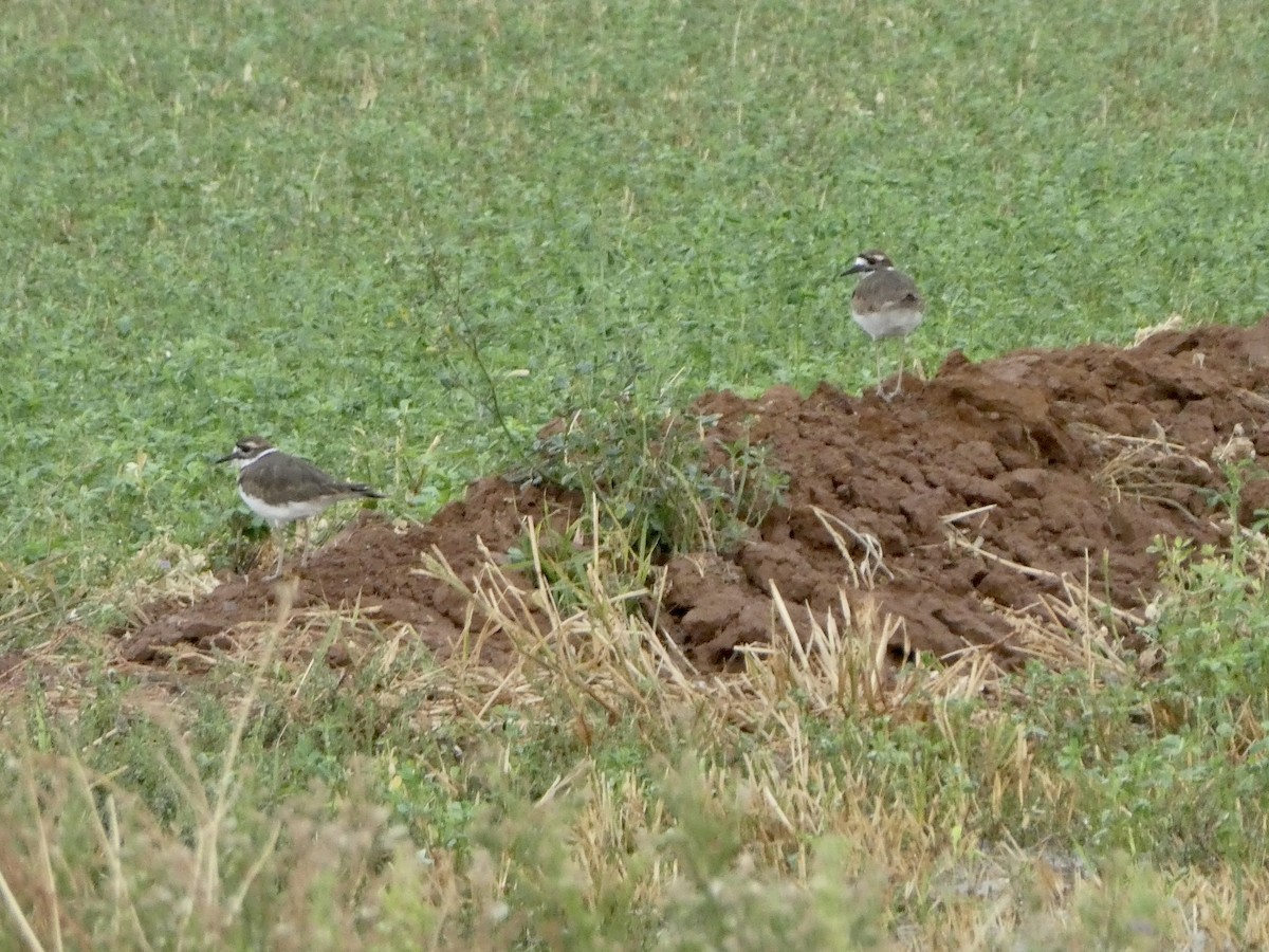 Killdeer - ML486318361