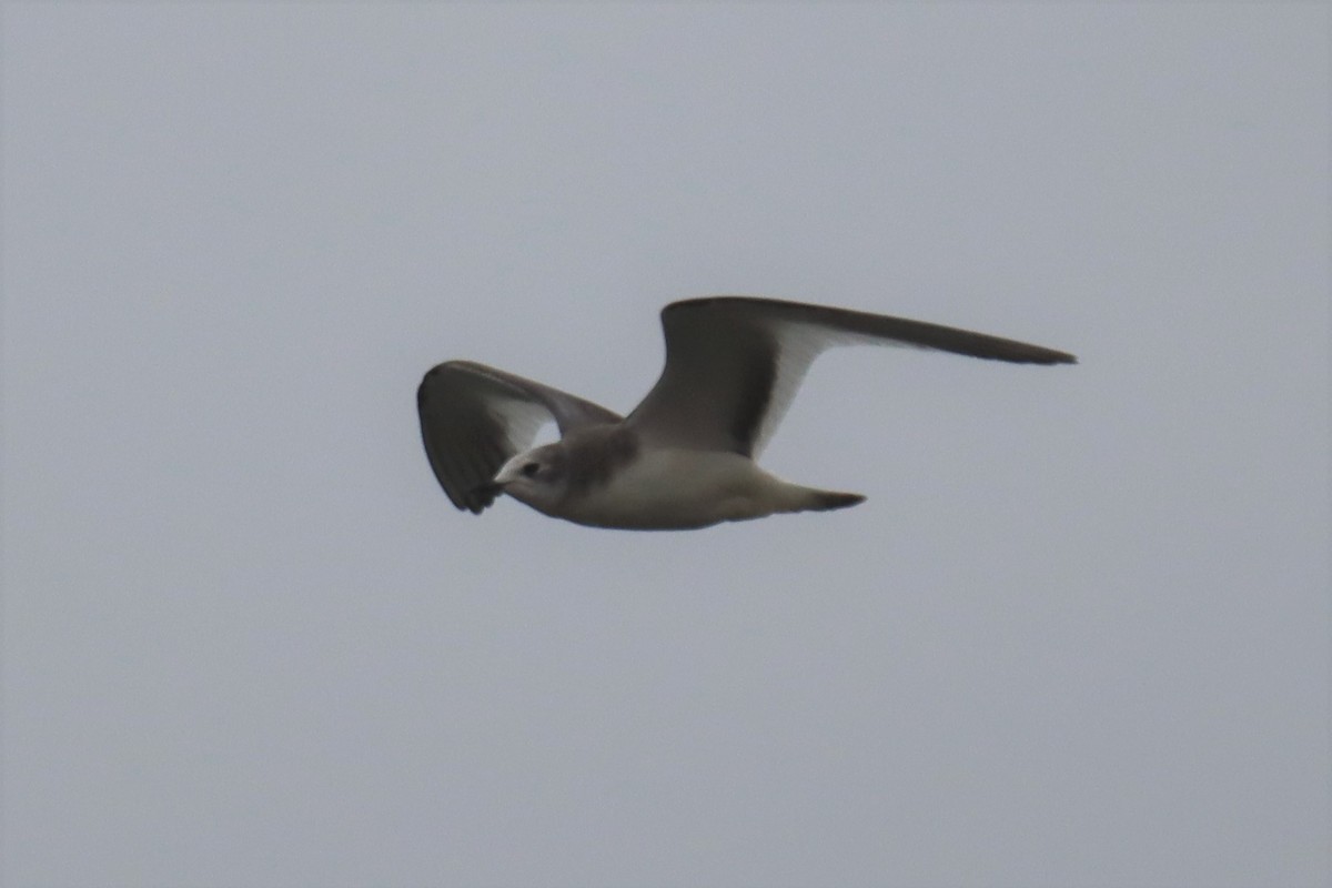 Sabine's Gull - ML486319611
