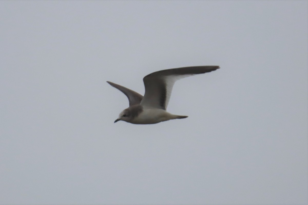 Sabine's Gull - ML486319621