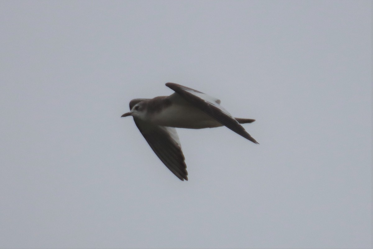 Sabine's Gull - ML486319631