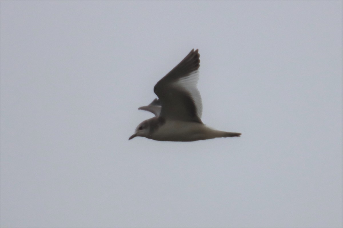 Sabine's Gull - ML486319651